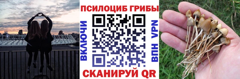 Псилоцибиновые грибы Psilocybe  даркнет сайт  Кукмор 